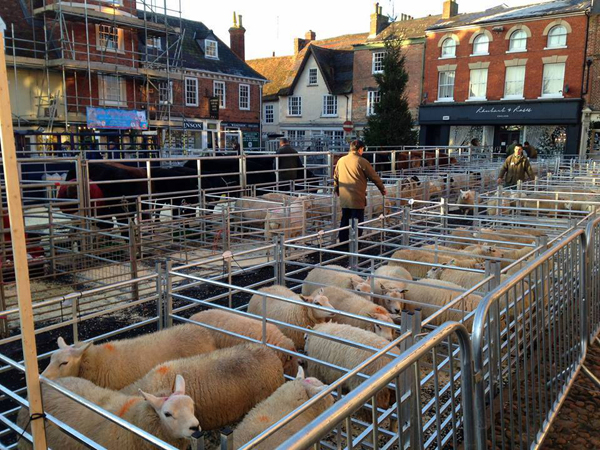 Sheep in pens on the Market Square